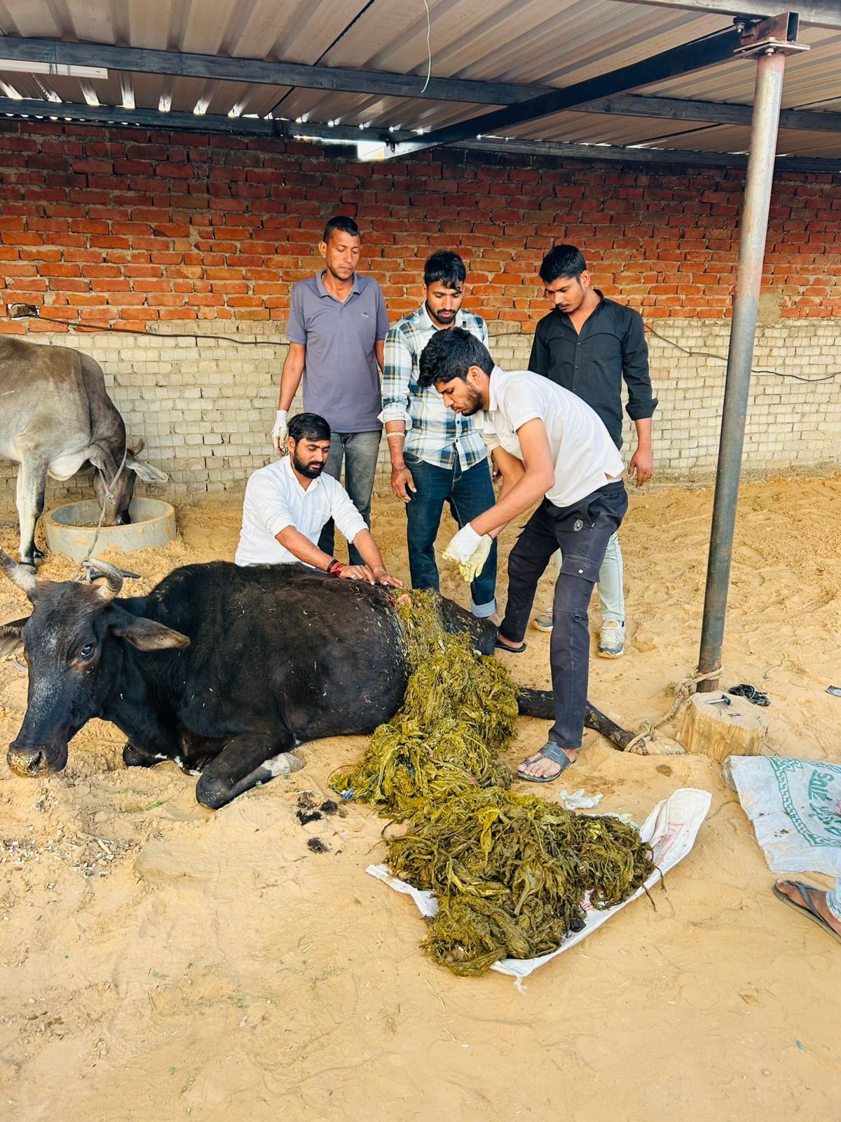 गौसेवा को समर्पित श्याम ग्रुप 8663, निशुल्क निजी चिकित्सा सेंटर का पोस्टर विमोचित; हुआ पहला ऑपरेशन